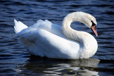 Swan floating on lake