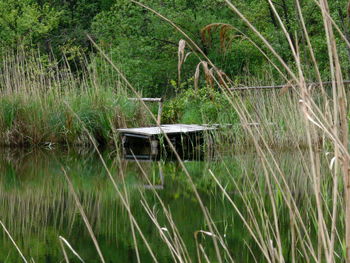 Grass by lake in forest