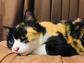 Close-up of a cat looking away