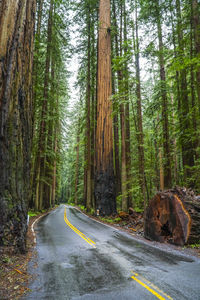 Dirt road amidst trees in forest