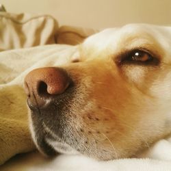 Close-up of dog relaxing