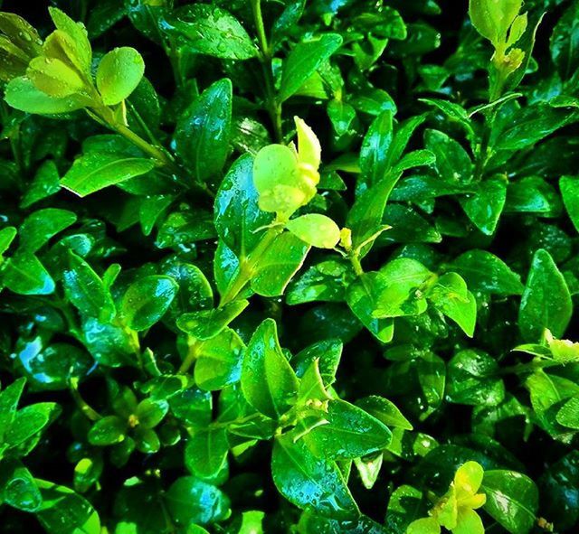 leaf, green color, full frame, growth, backgrounds, plant, nature, close-up, beauty in nature, freshness, green, leaves, high angle view, lush foliage, natural pattern, no people, outdoors, day, tranquility, growing