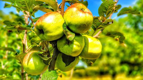 Close-up of fruit growing on tree