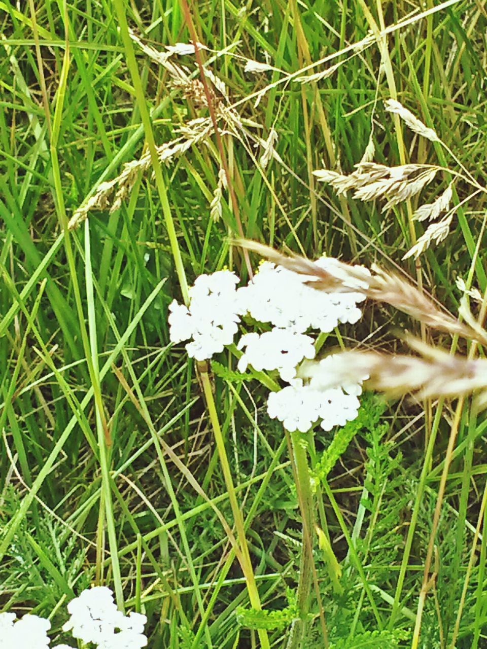 grass, white color, flower, growth, fragility, freshness, field, nature, beauty in nature, plant, grassy, green color, petal, blooming, high angle view, white, flower head, close-up, day, outdoors