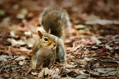 Close-up of squirrel