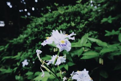 Close-up of white flowers