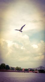 Seagull flying over the sky