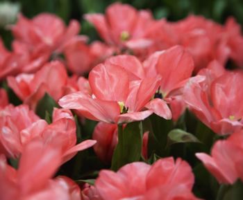 Close-up of pink flowers