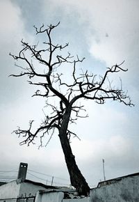 Low angle view of bare tree against sky