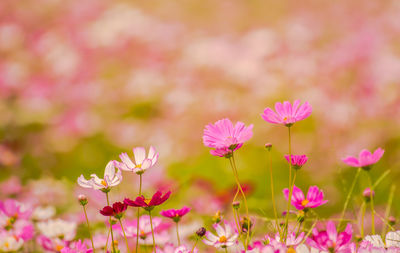 Close-up of pink flowering plants