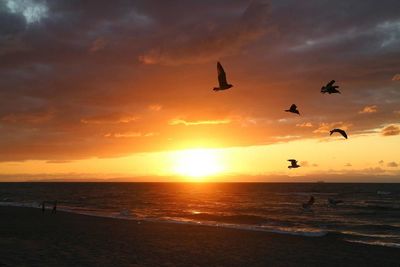 Silhouette birds flying over beach against sky during sunset