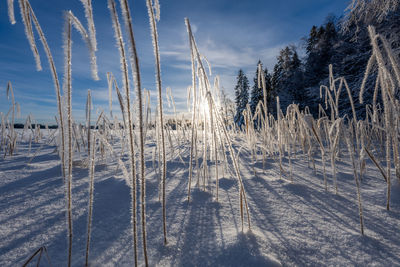Reeds with hoarfrost by a frozen lake