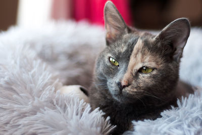 Close-up portrait of a cat