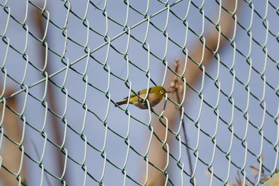 White-eye that perches on the fence. scenery at akasaka 6-chome in tokyo