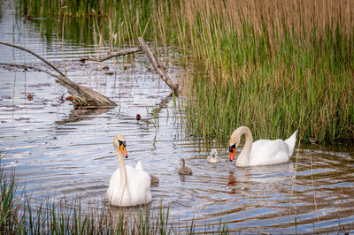 Swans swimming in lake