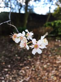 Close-up of white flowers on tree