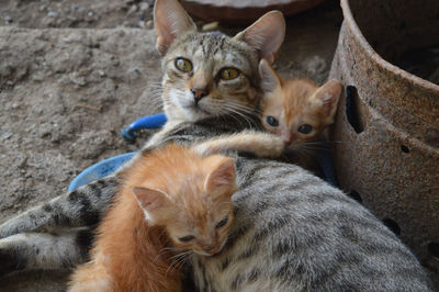 Close-up of cat with infants sitting outdoors