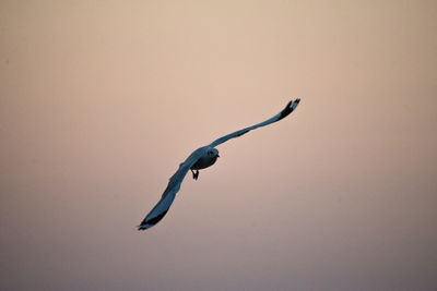 Bird flying in the sky