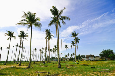 Palm trees on grassy field against cloudy sky