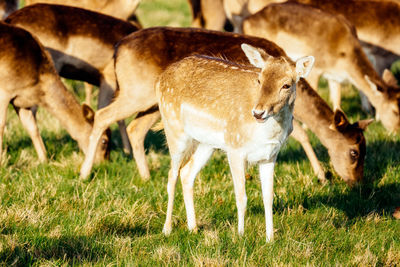 Sheep grazing in a field