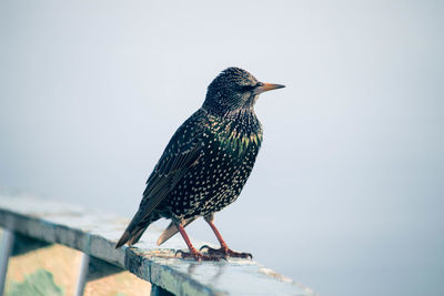 Close-up of bird perching on a wall