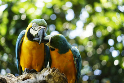 Close-up of parrot perching on tree