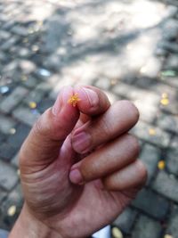 Close-up of hand holding flower