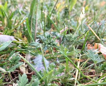 High angle view of plants growing on field