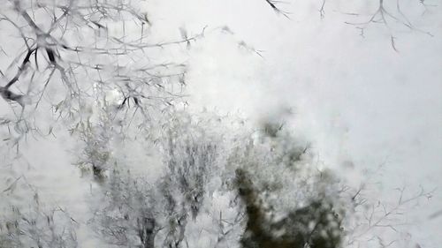 Close-up of trees against sky during winter