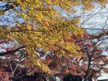 Low angle view of maple leaves on tree branch