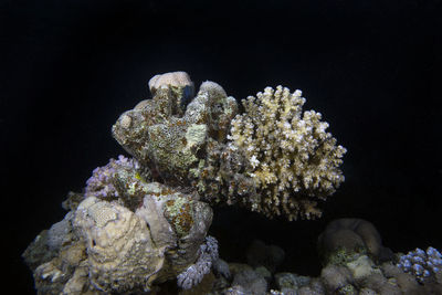 Wide angle views of the magnificent coral formations in the red sea, egypt