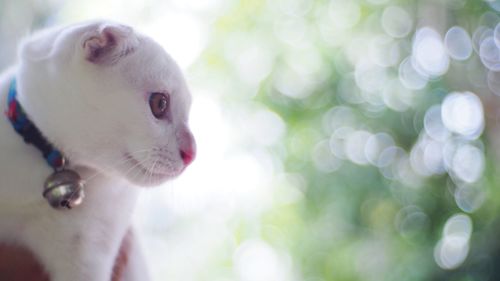 Close-up of a cat looking away