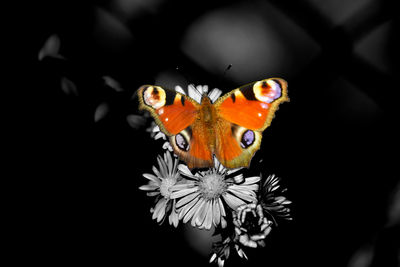 Close-up of butterfly on flower