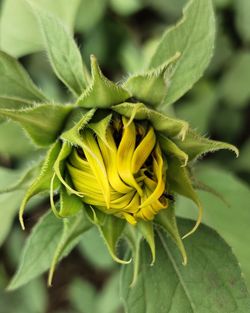 Close-up of yellow flowering plant