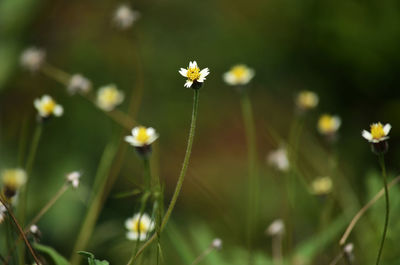 Close-up of white flowering plant