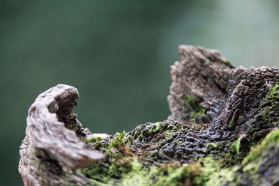 Close-up of damaged tree trunk