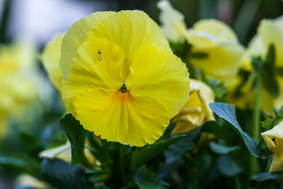 Close-up of yellow flower