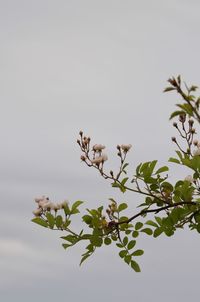 Close-up of flowering plant against sky