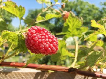 Close-up of strawberries on tree