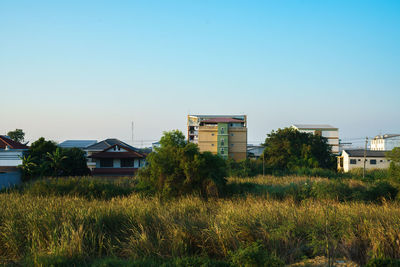 Plants growing on field against buildings