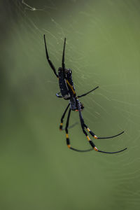 Close-up of spider on web