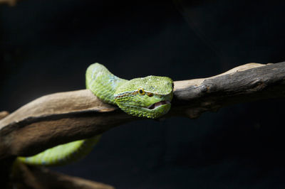 Close-up of a lizard on tree