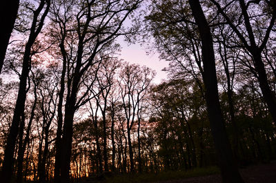 Silhouette trees in forest against sky