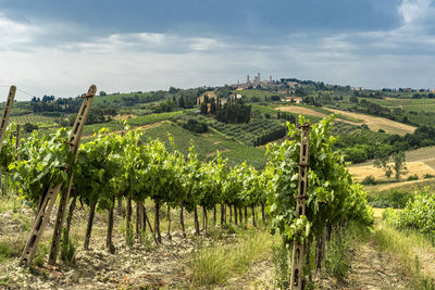 Scenic view of vineyard against sky