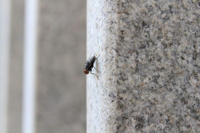 Close-up of insect on wall