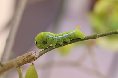 Close-up of green lizard on branch