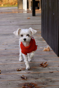 Portrait of puppy on white wood