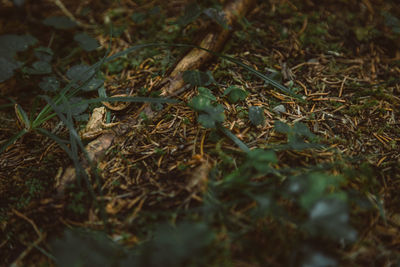 High angle view of frog amidst plants