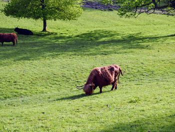 Highland cow grazing in a field