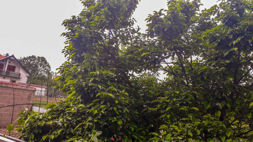 Low angle view of trees and plants against sky